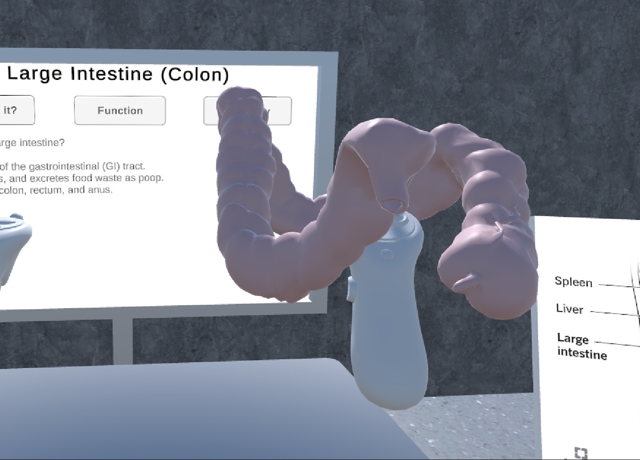 Large intestine model being inspected in VR