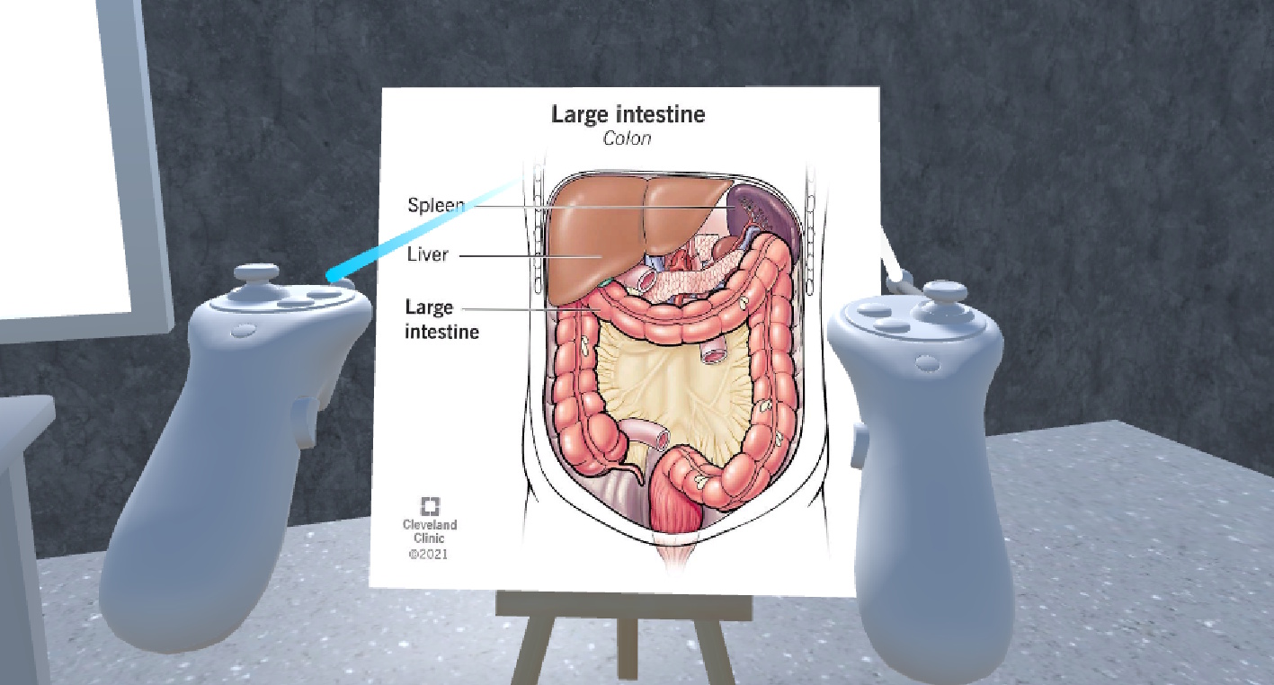 Poster board showing anatomical reference for the selected organ